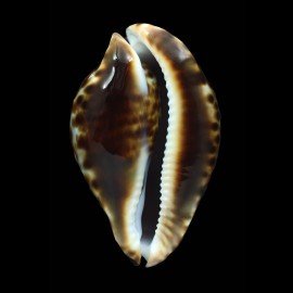 vercoi 85,4mm SUPERB