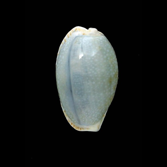 erosa "azurea" 31,0mm