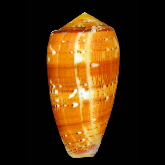 floccatus magdalenae