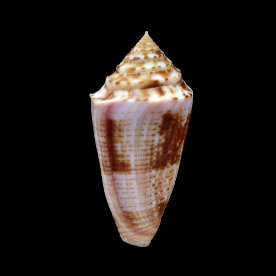ericmonnieri 48,0mm