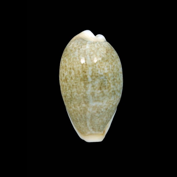 ovum palauensis 29,2mm