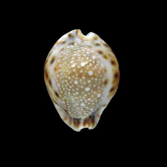 lamarcki redimita 28,4mm