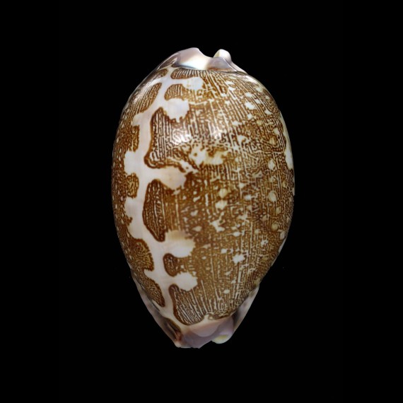 mappa panerythra 67,8mm AUSTRALIA