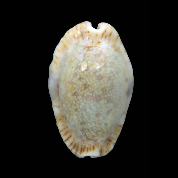 erosa chlorizans 41,3mm ROSTRATE