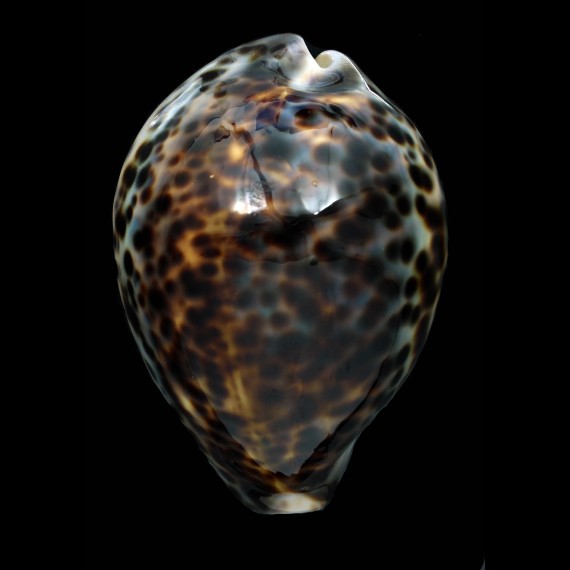 tigris schilderiana 104,2mm