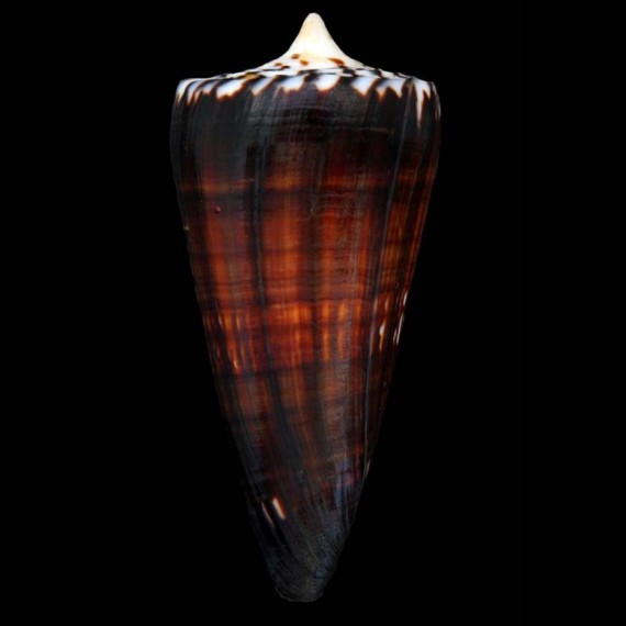 generalis