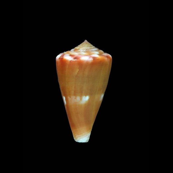 sazanka 35,1mm