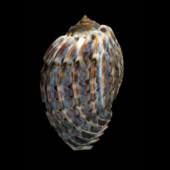 harpa cabriti 65,4mm FREAK