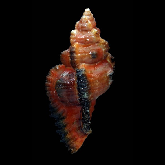 monicae 59,1mm SUPERB