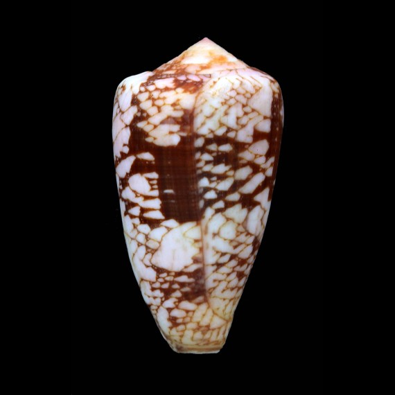 corbieri 65,4mm BIG