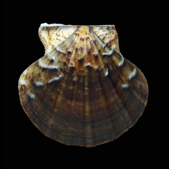 glaber 50,6mm