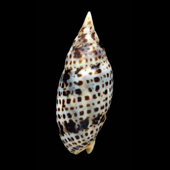 cardinalis 87,3mm