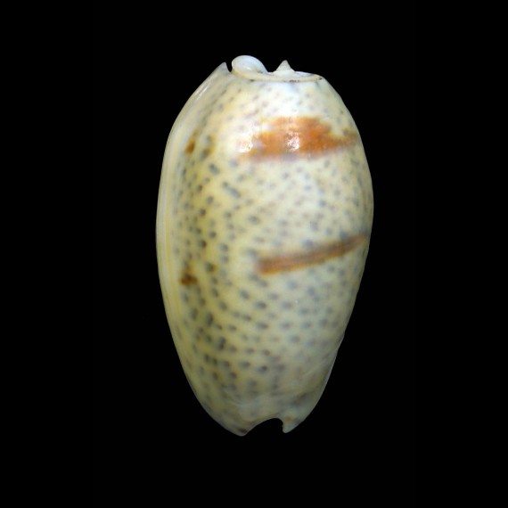 bulbosa 43,1mm