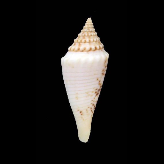 elokismenos 57,7mm
