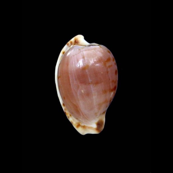 algoensis liltvedi 17,0mm UNCOMMON