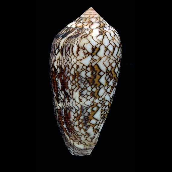 textile "anakaoensis"64,2mm