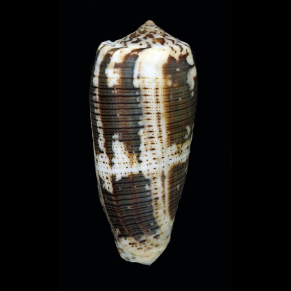 magus assimilis 90,5mm BIG