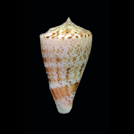otohimeae 38,5mm