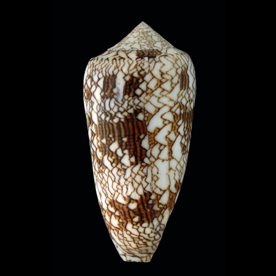 textile neovicarius 97,0mm BIG