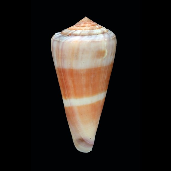 malabaricus 65,5mm
