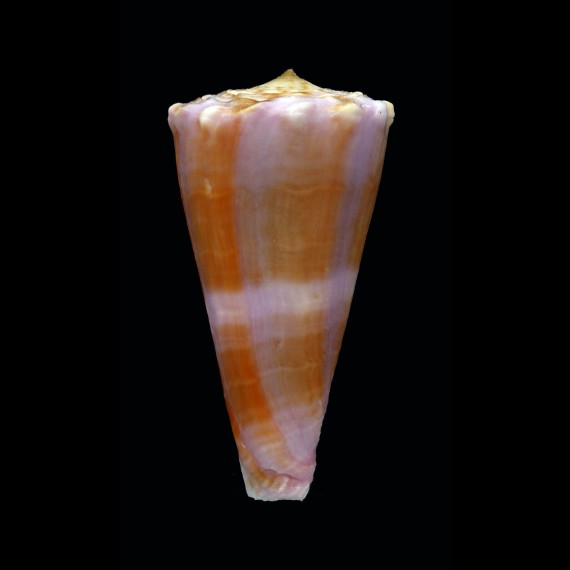 roseorapum 52,5mm