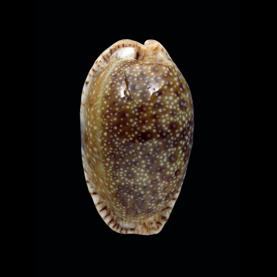 erosa similis 44,0mm SUPERB