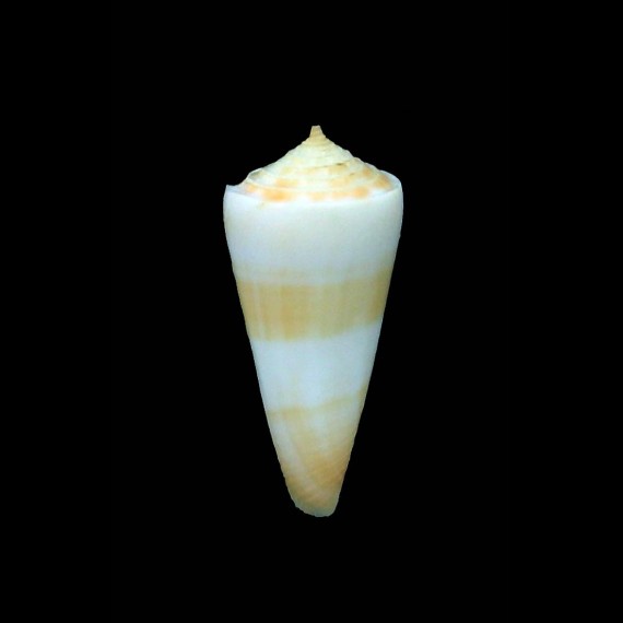 attenuatus 23,3mm