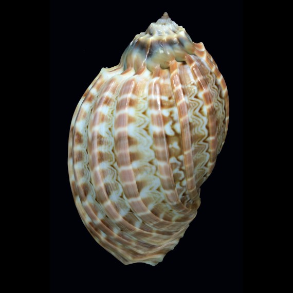 harpa cabriti 103,4mm