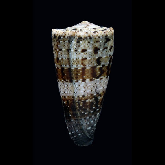 imperialis fuscatus 62,0mm