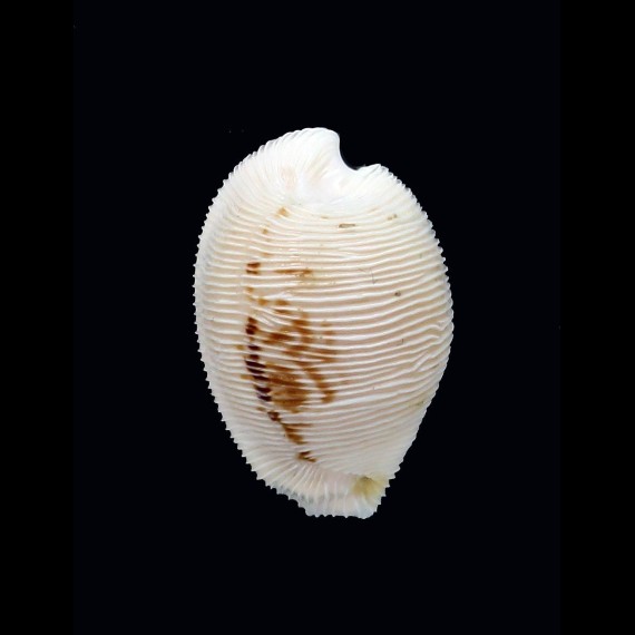 capensis cineracea 23,6mm
