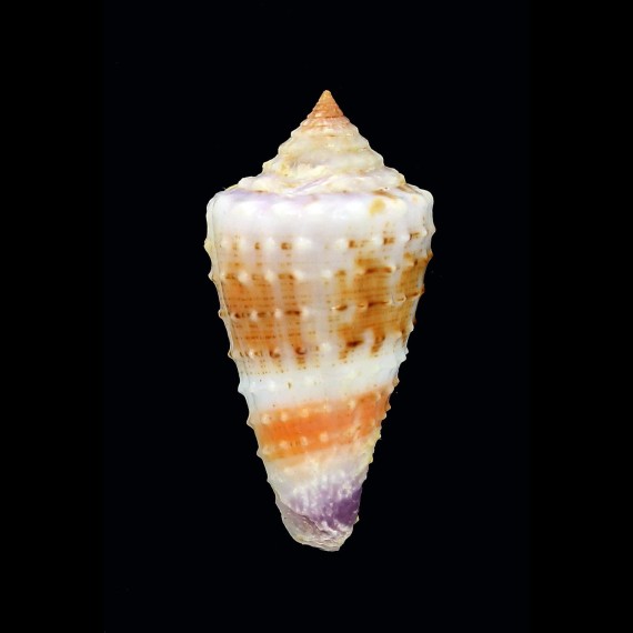floridulus 30,2mm