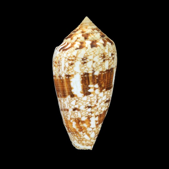 victoriae complanatus 56,4mm