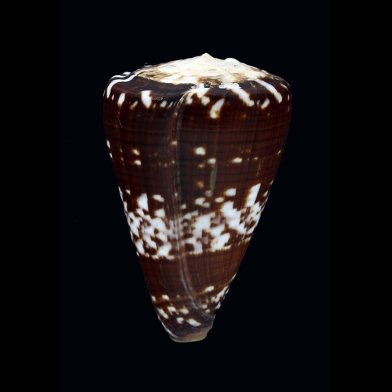 ateralbus 43,6mm