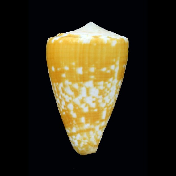 ateralbus 38,5mm YELLOW
