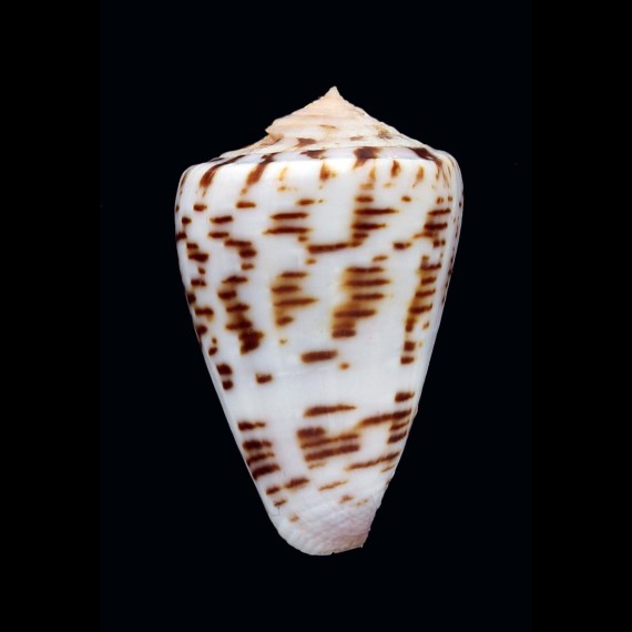 pseudonivifer 38,7mm