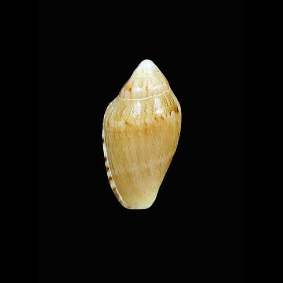 millardi 16,0mm RARE