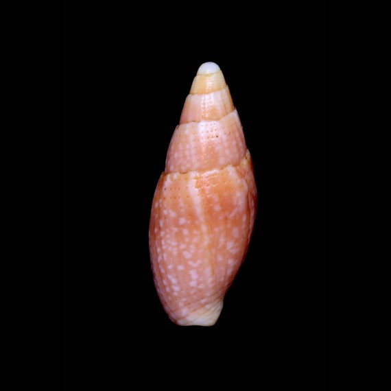 manuellae