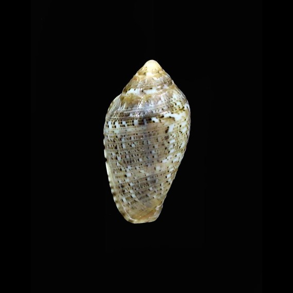 scitula 16,7mm