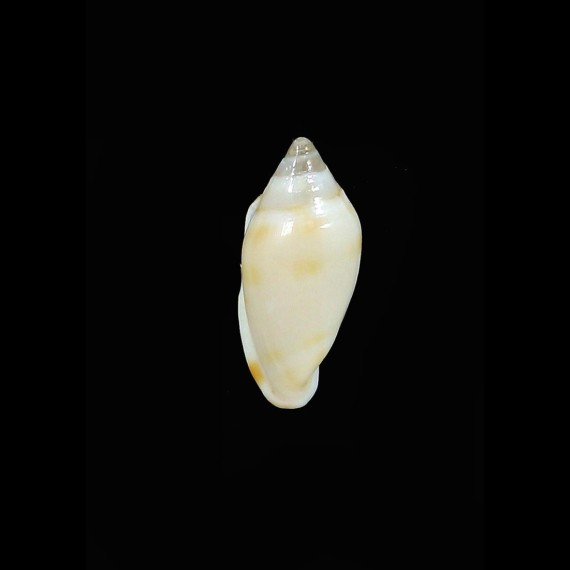 guionneti 15,7mm RARE