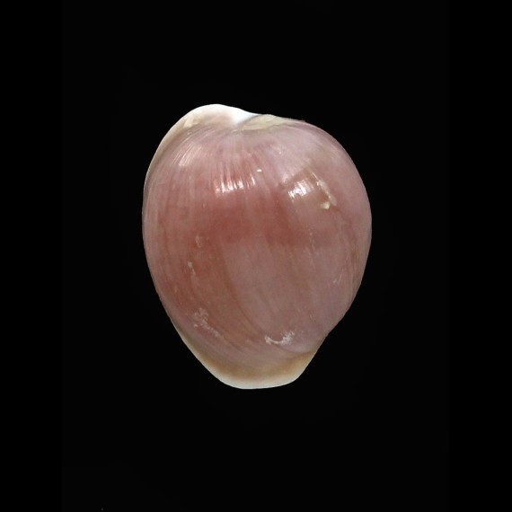 khanya 18,1mm BIG