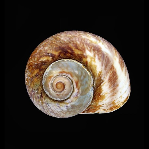 adansoni 33,8mm
