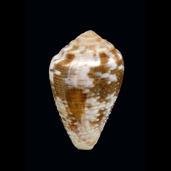 catus 40,3mm BIG