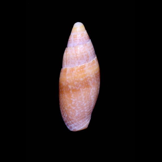 manuellae