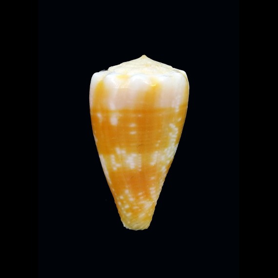 balteatus cernicus 24,32mm