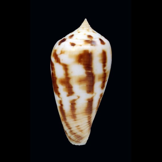 zandbergeni 38,31mm