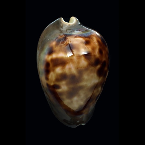 venusta episema  57,4mm