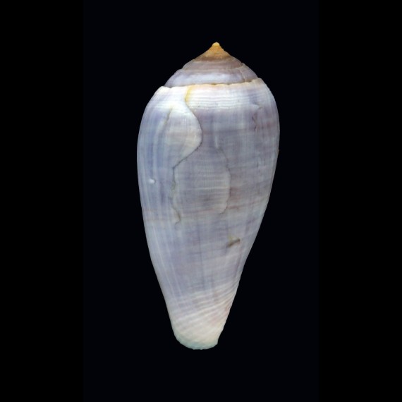 mozambicus 49,11mm EXCEPTIONAL