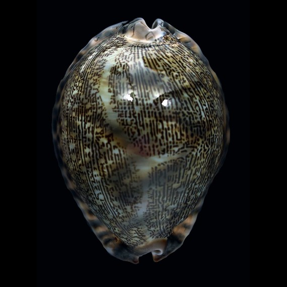 asiatica gibba 64,9mm