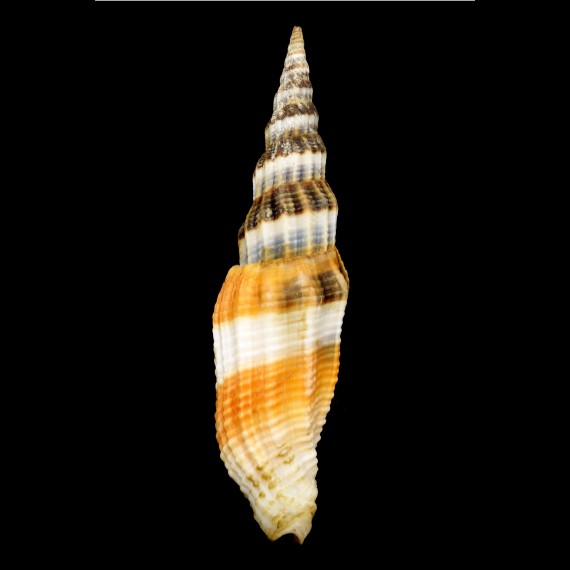 citrinum