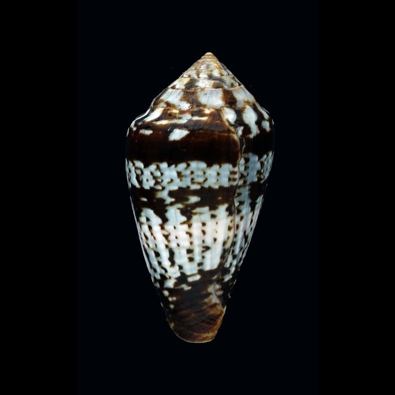 aemulus 44,1mm